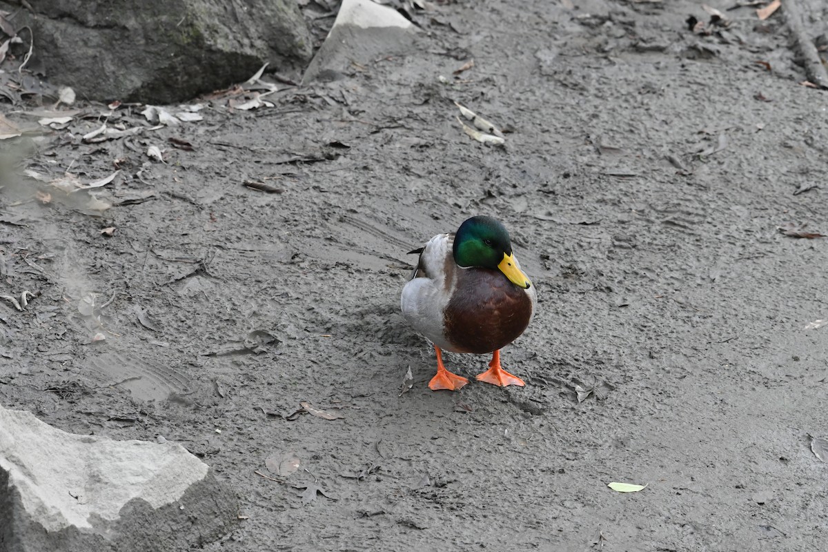 Mallard - ML645735991