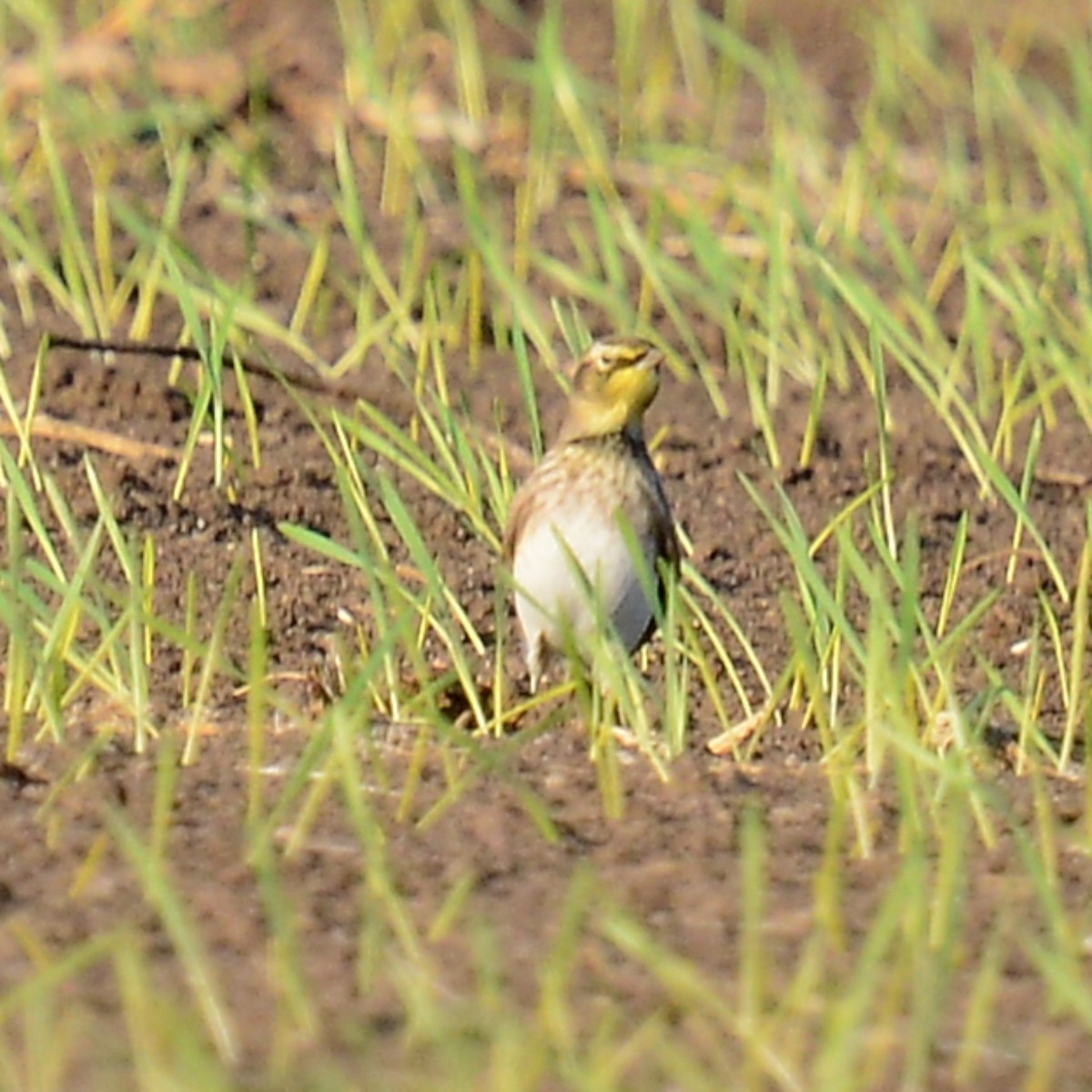 Alondra Cornuda - ML645735992