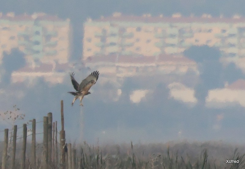 Bonelli's Eagle - ML645735994