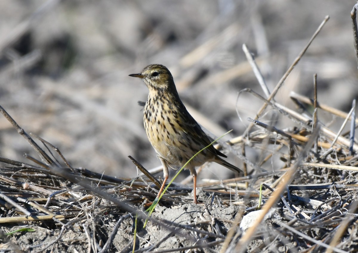 Meadow Pipit - ML645735997