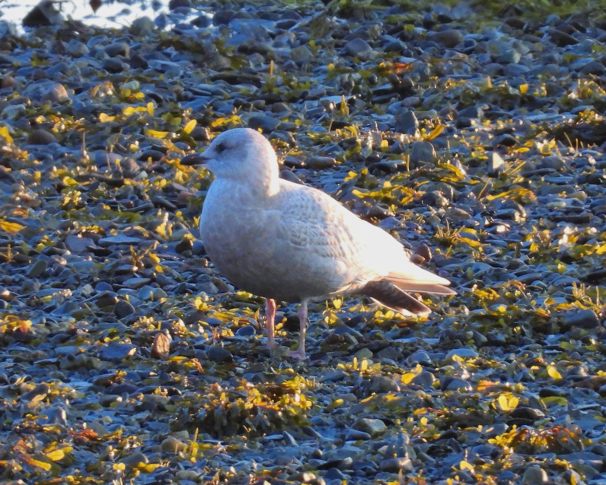 Grönland Martısı - ML645735998