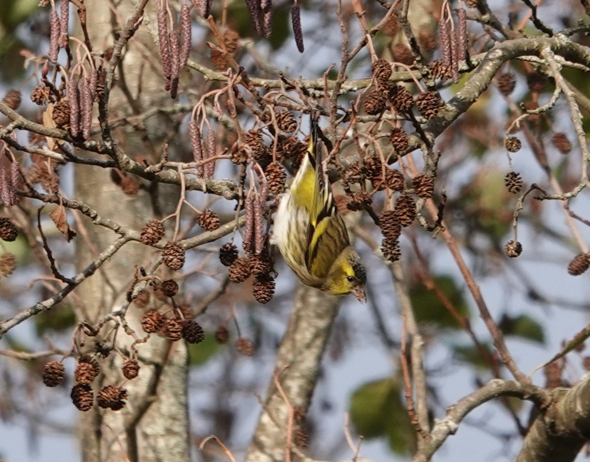 マヒワ - ML645736008