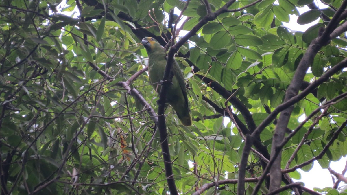 Amazona Frentiazul - ML645736009