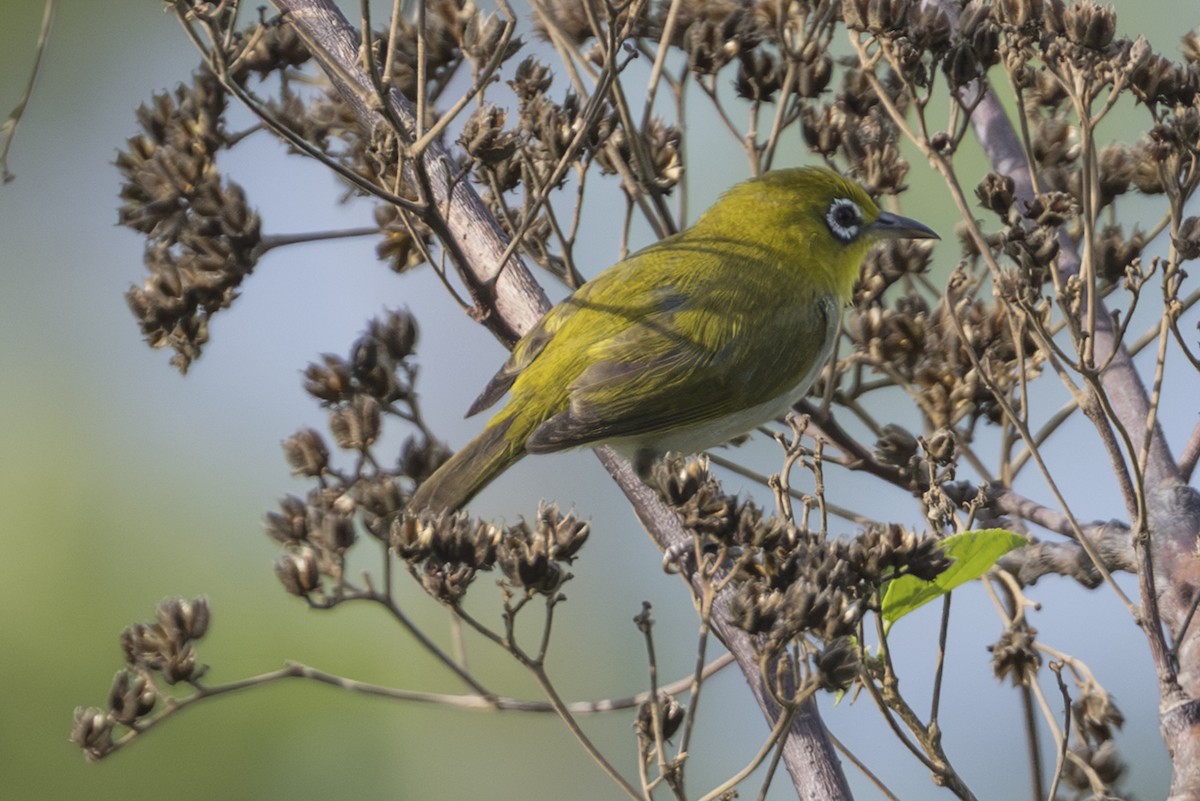 Ashy-bellied White-eye (Ashy-bellied) - ML645736010