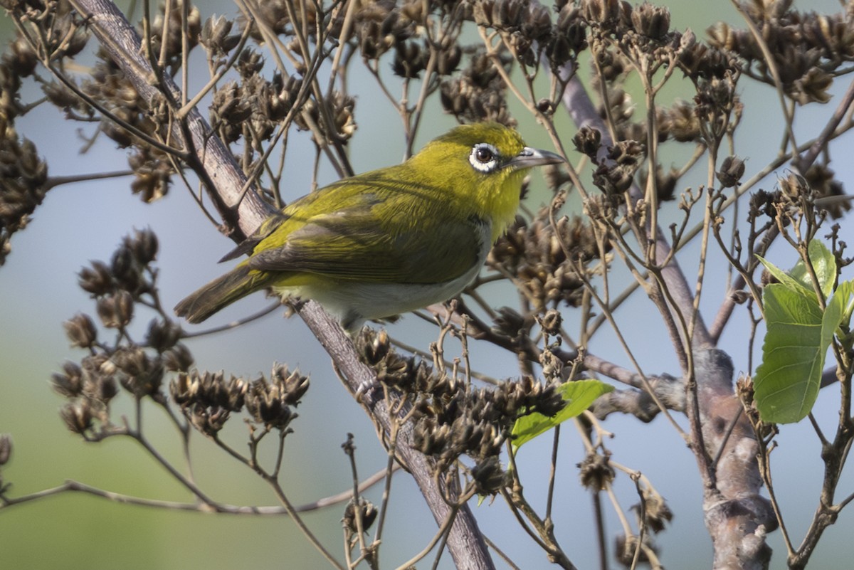 Ashy-bellied White-eye (Ashy-bellied) - ML645736011