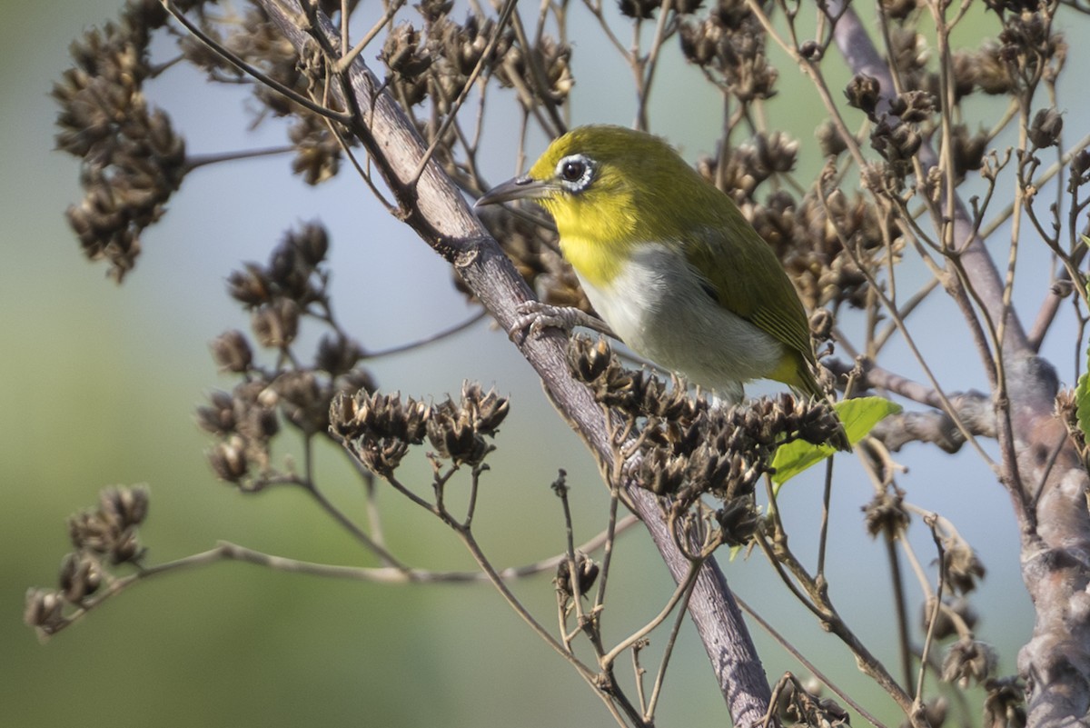 Ashy-bellied White-eye (Ashy-bellied) - ML645736012
