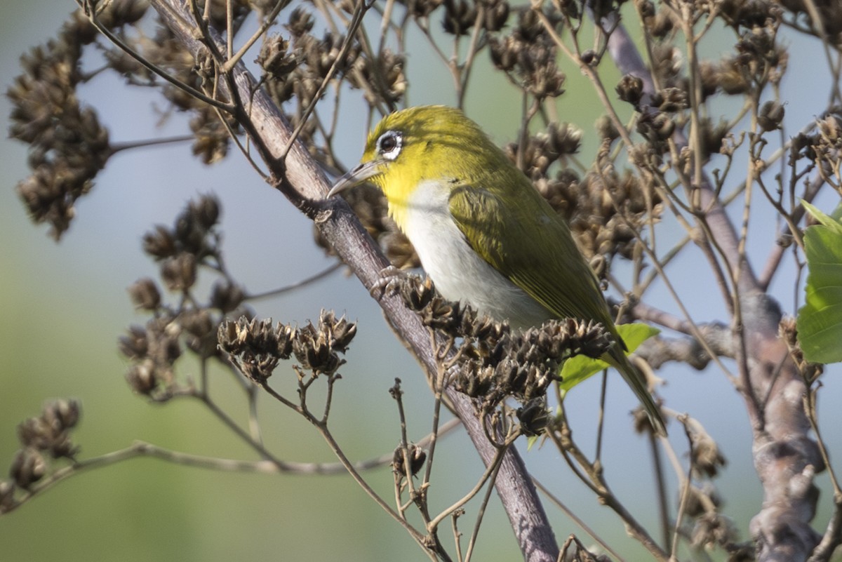 Ashy-bellied White-eye (Ashy-bellied) - ML645736013