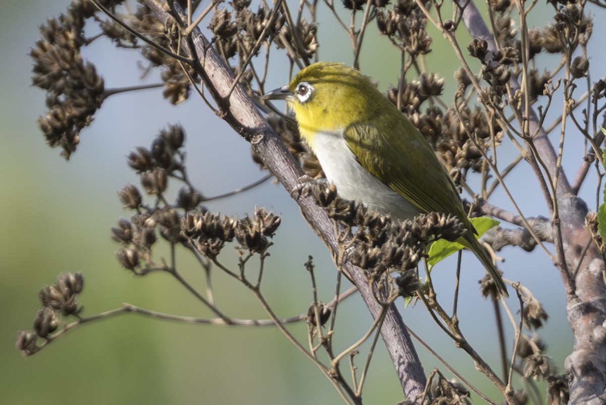 Ashy-bellied White-eye (Ashy-bellied) - ML645736014