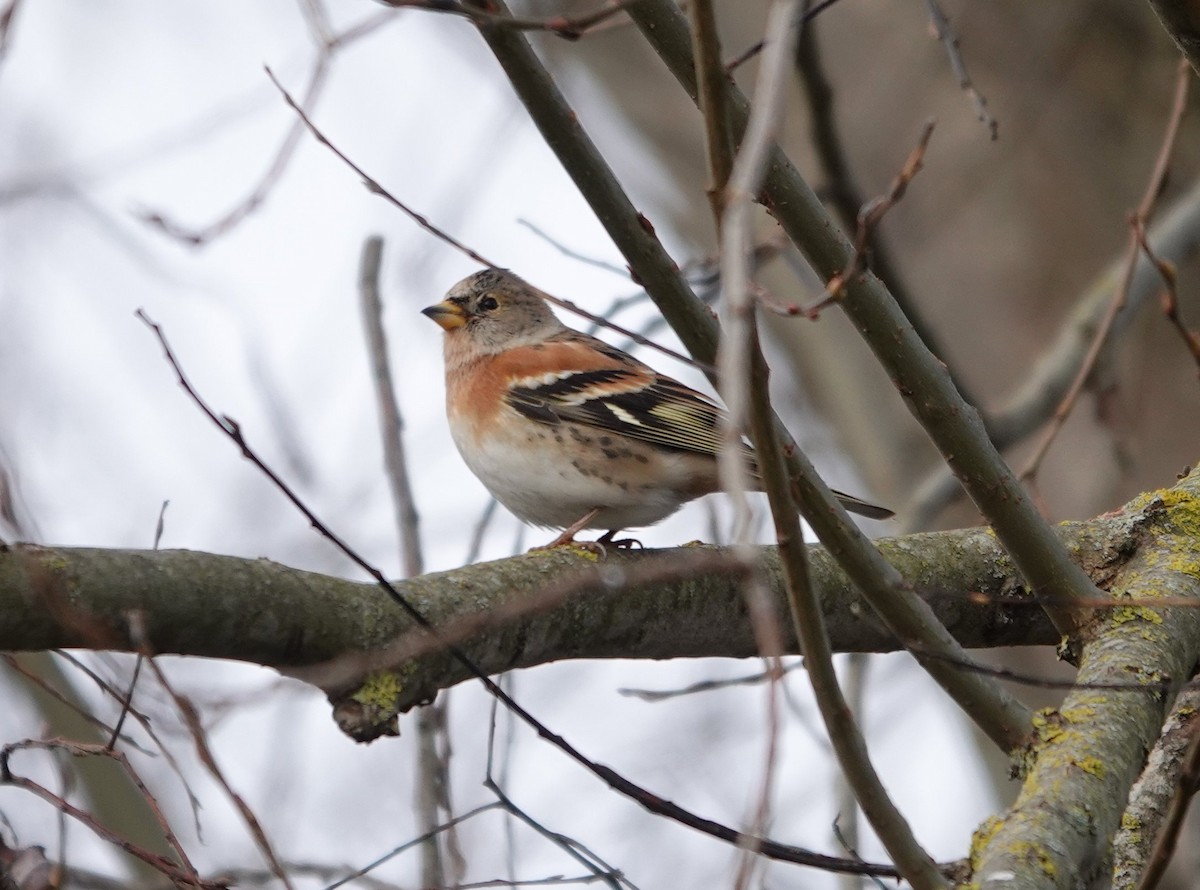 アトリ - ML645736015