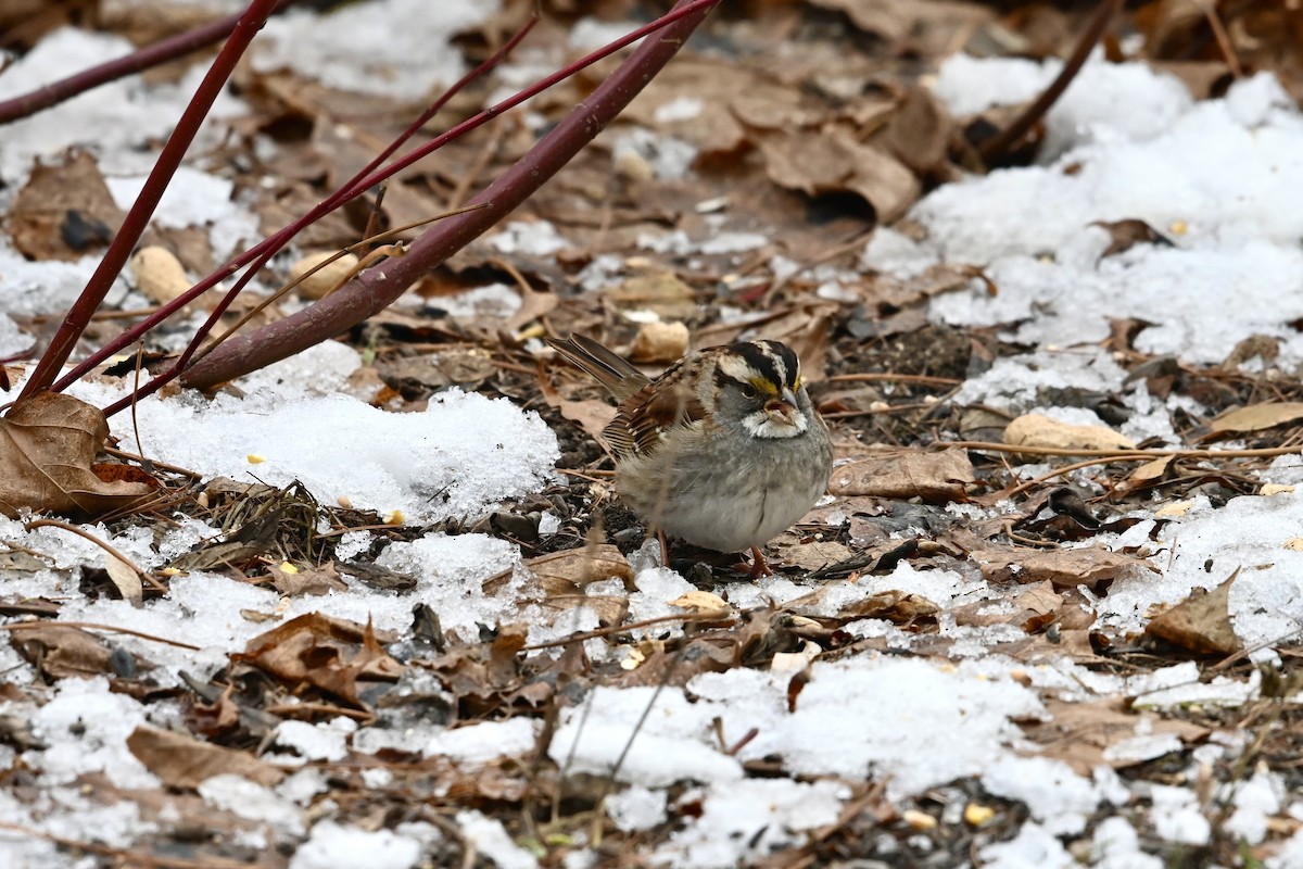 White-throated Sparrow - ML645736016