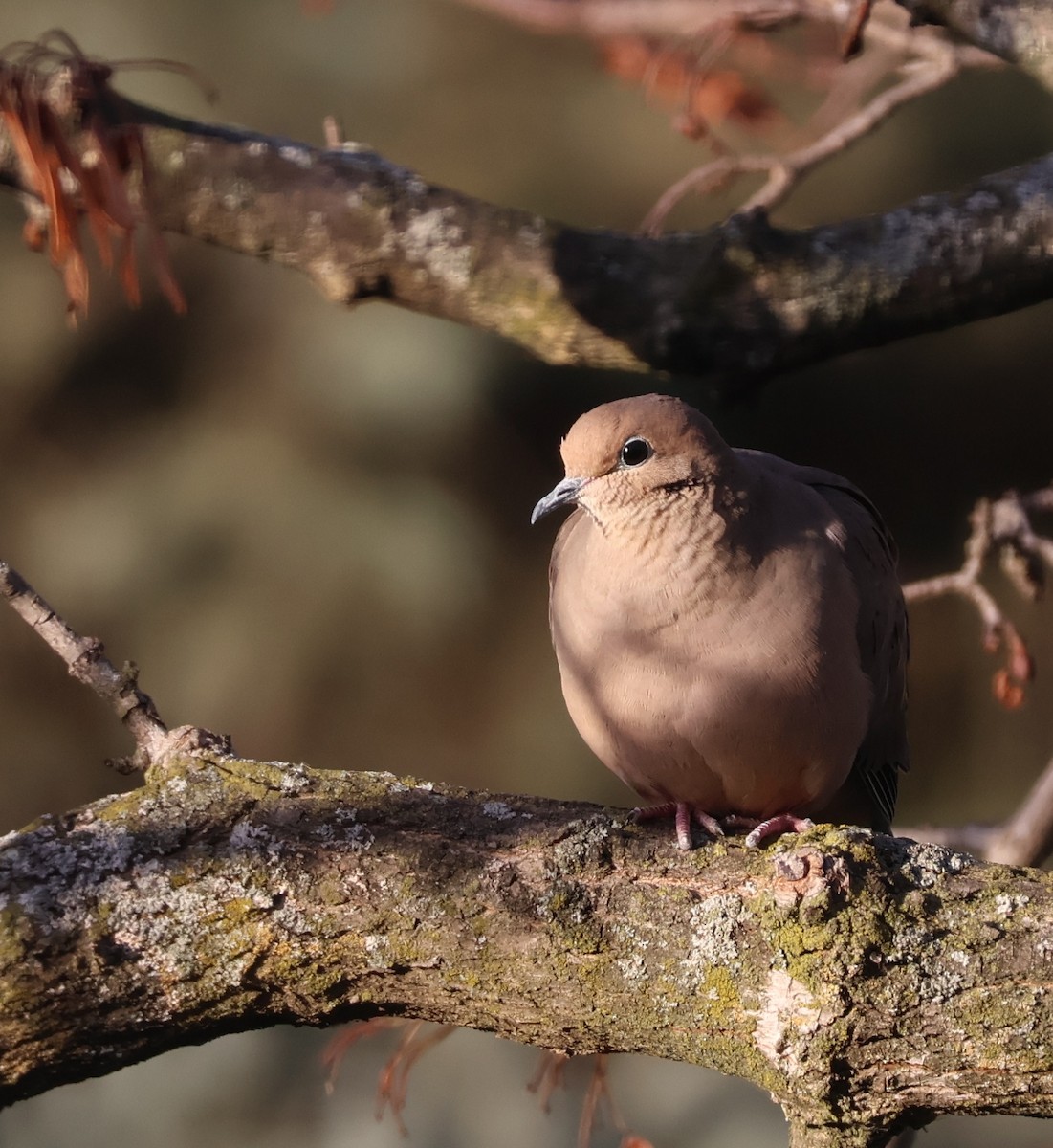 Mourning Dove - ML645736019