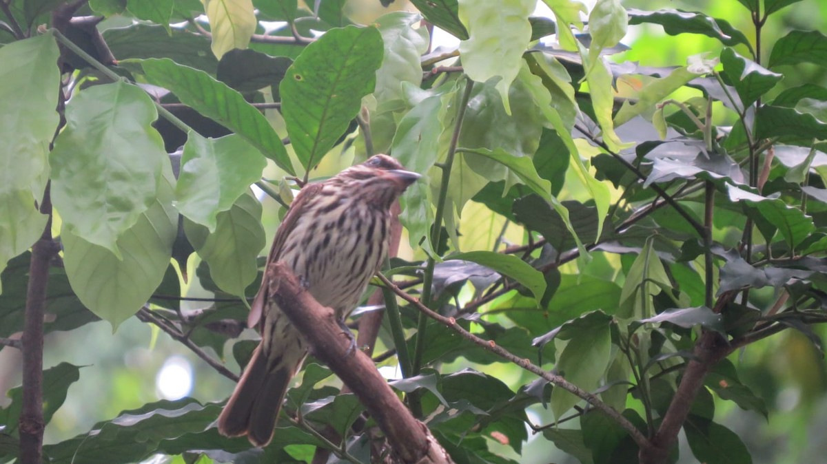 Streaked Flycatcher - ML645736020