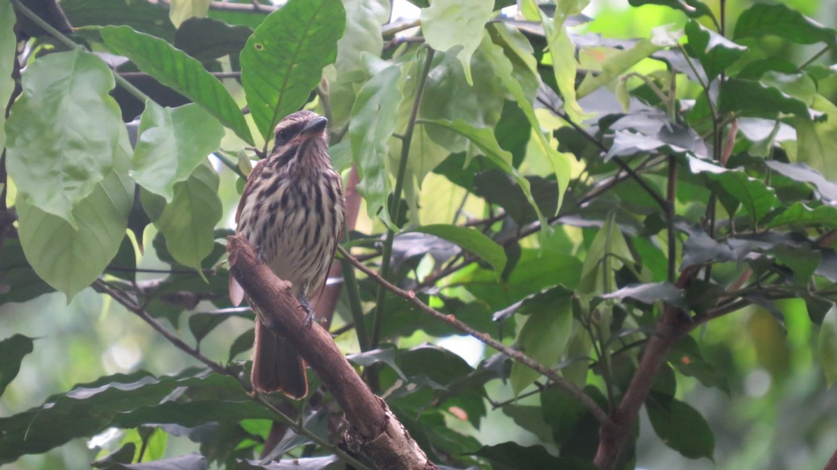 Streaked Flycatcher - ML645736021