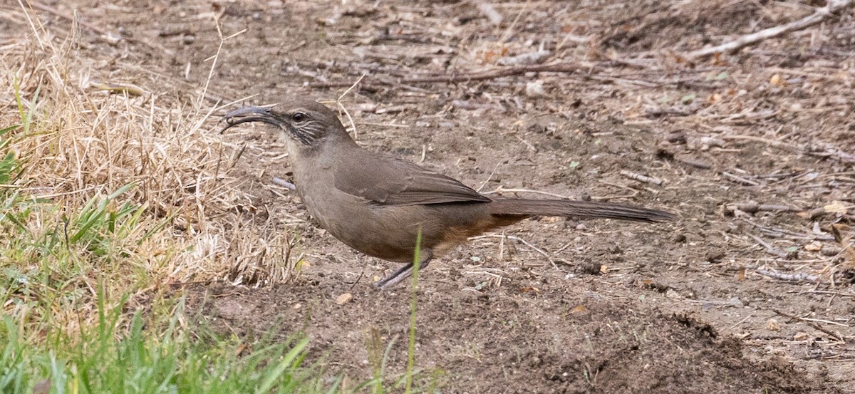 California Thrasher - ML645736024