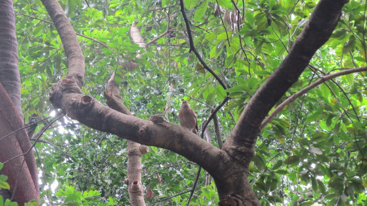 Pale-breasted Thrush - ML645736027