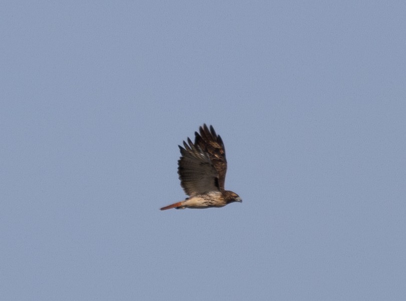 Red-tailed Hawk (abieticola) - ML645736029