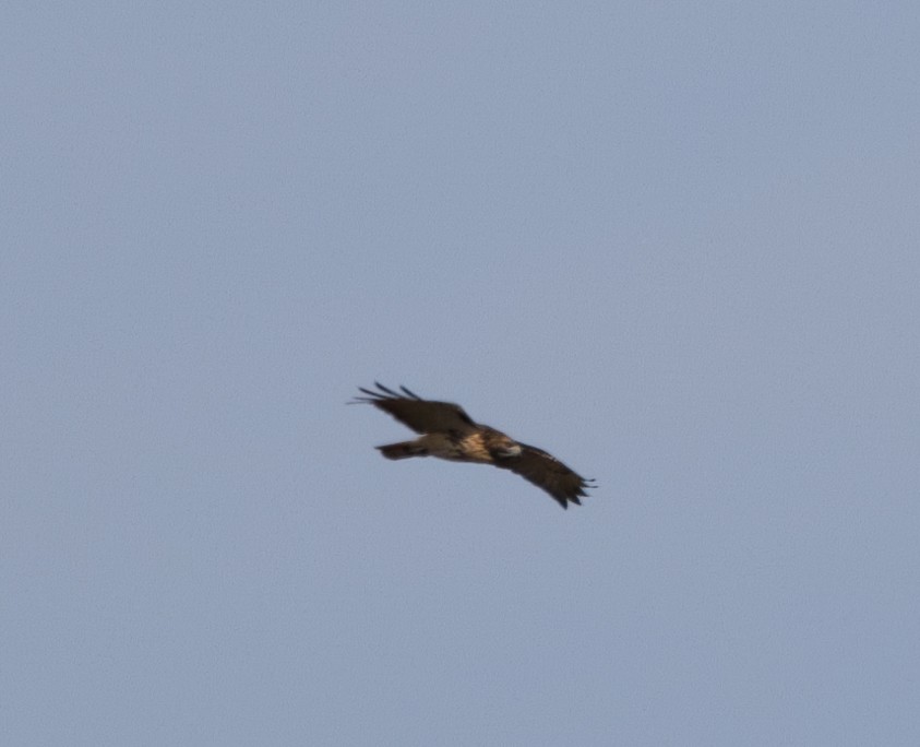 Red-tailed Hawk (abieticola) - ML645736031