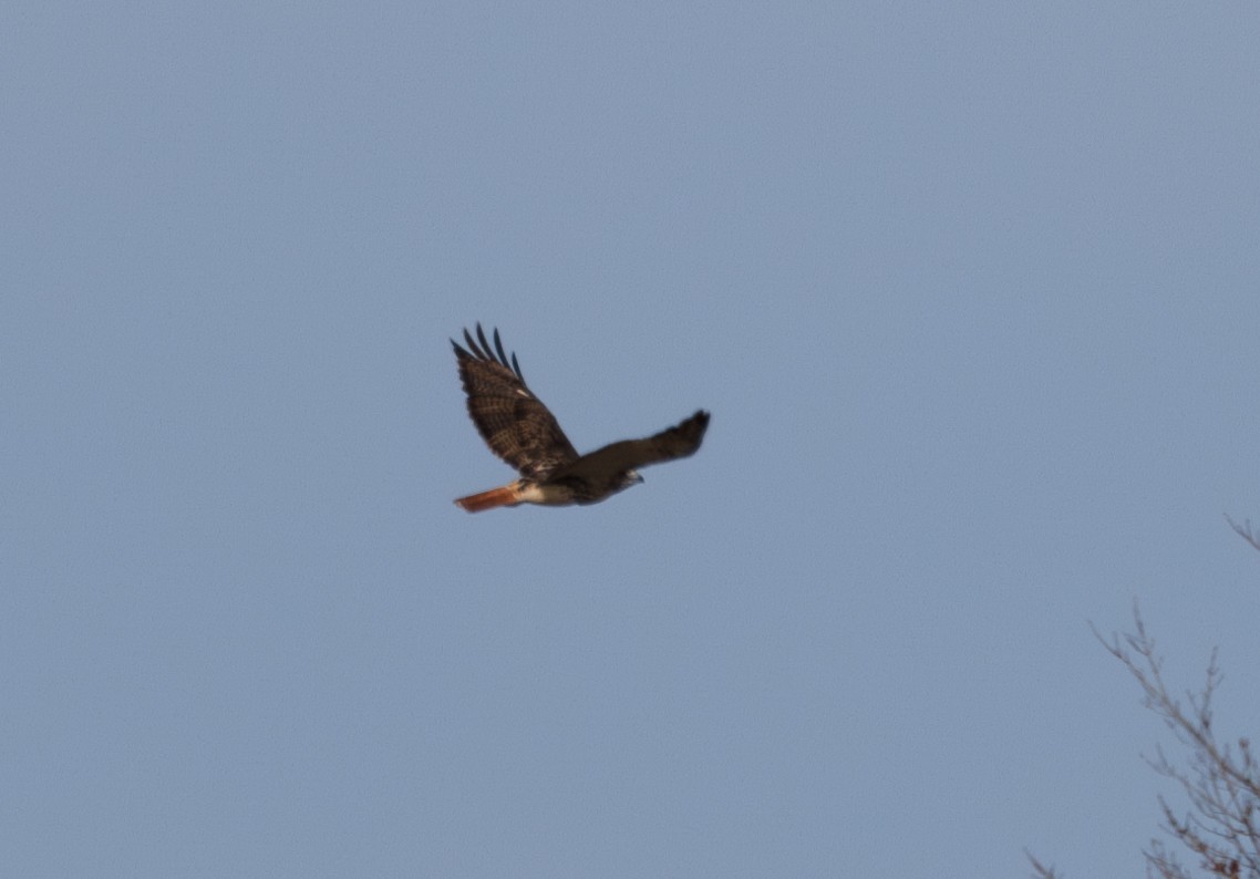 Red-tailed Hawk (abieticola) - ML645736032