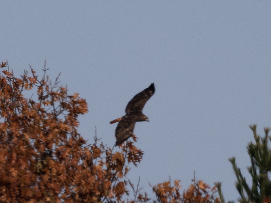 Red-tailed Hawk (abieticola) - ML645736033