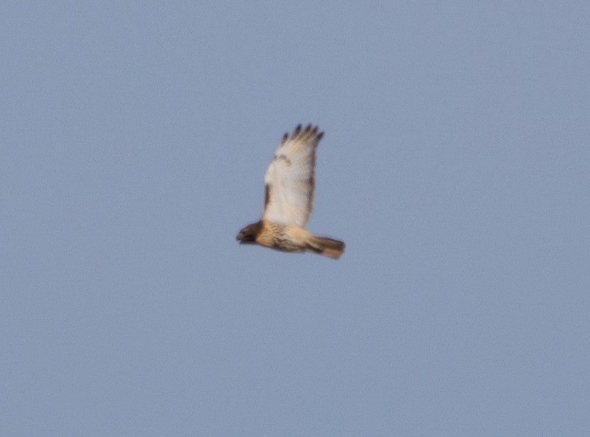 Red-tailed Hawk (abieticola) - ML645736034