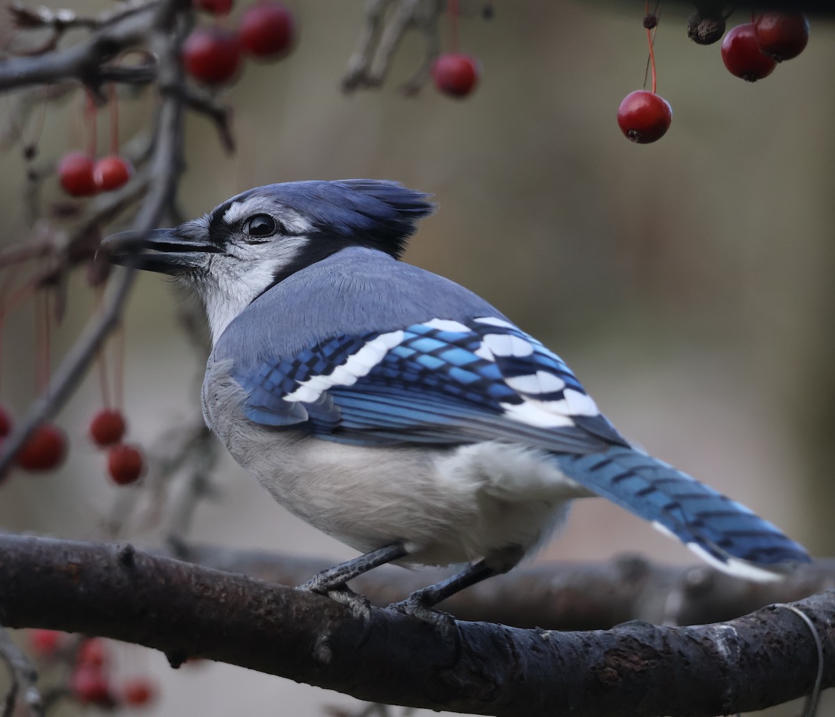 Blue Jay - ML645736036