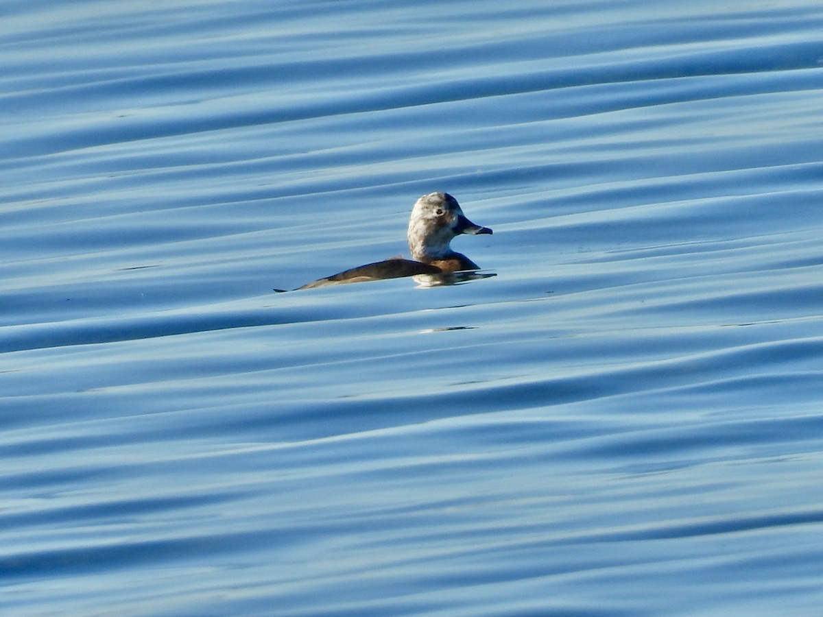 Redhead - ML645736038