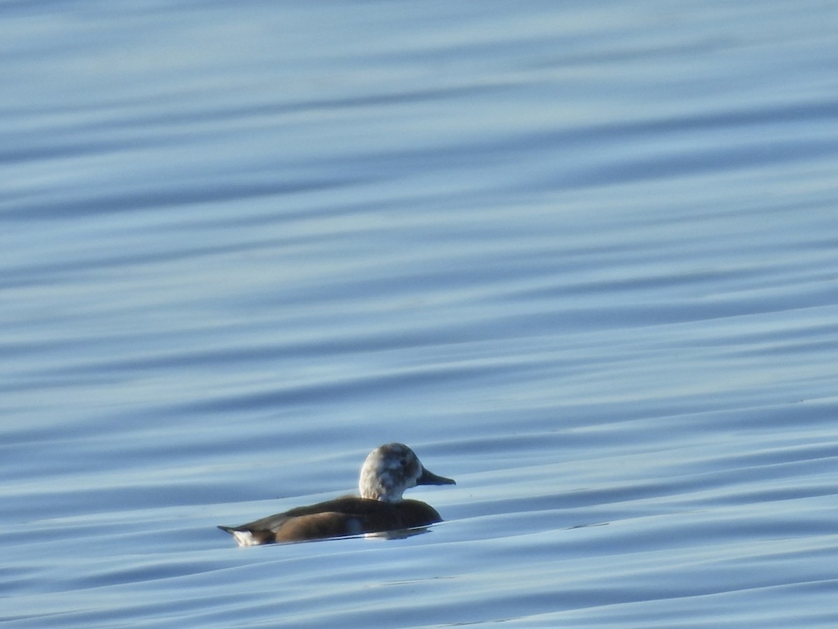 Redhead - ML645736039