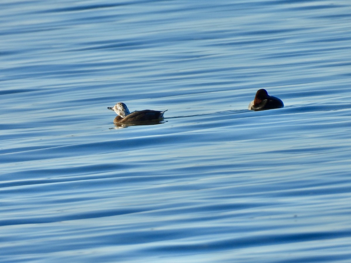 Redhead - ML645736040