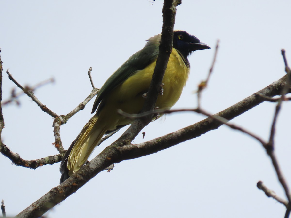 Geai vert - ML645736043