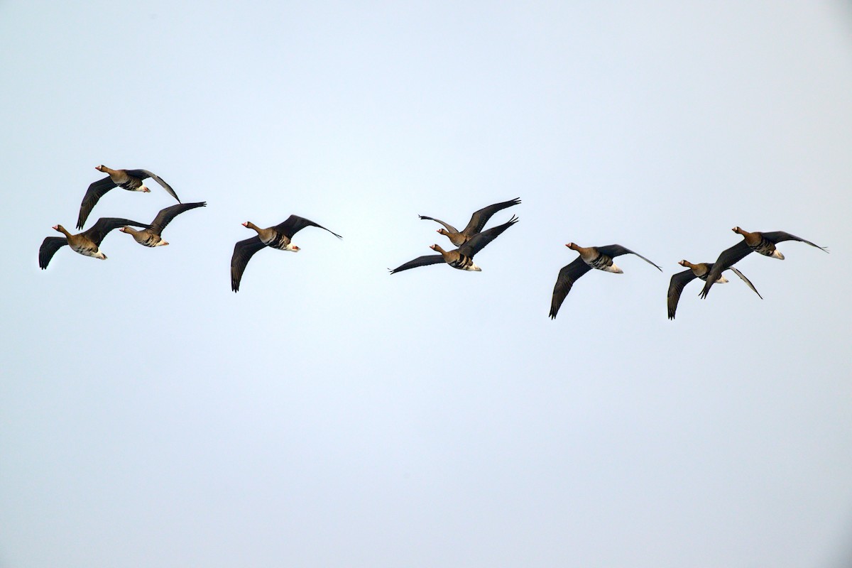 Greater White-fronted Goose - ML645736054