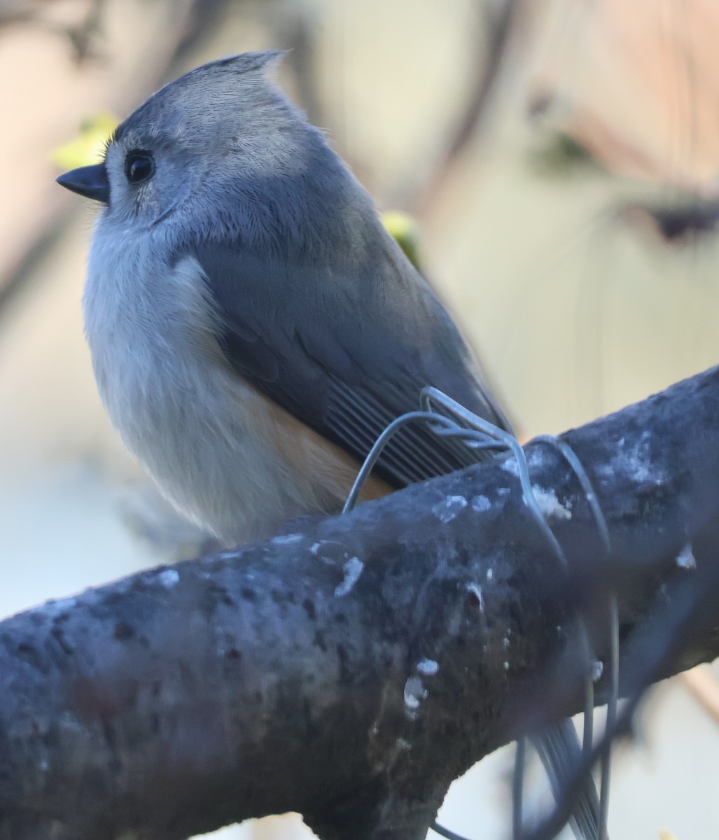 Tufted Titmouse - ML645736057