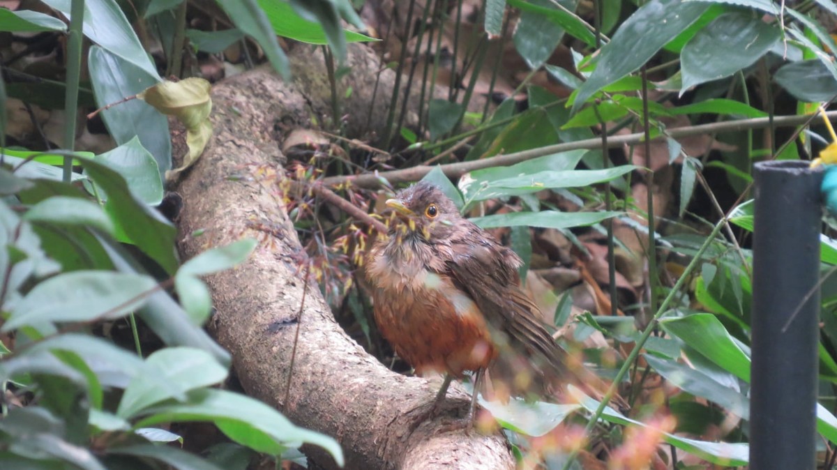 Rufous-bellied Thrush - ML645736069