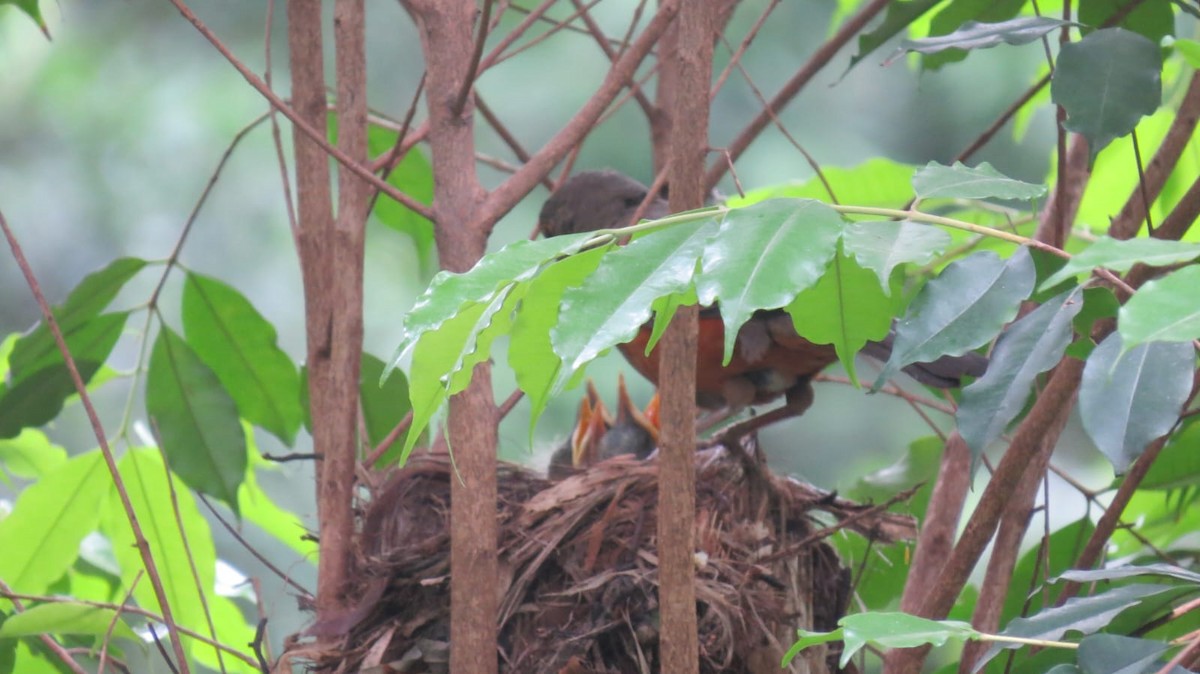 Rufous-bellied Thrush - ML645736070