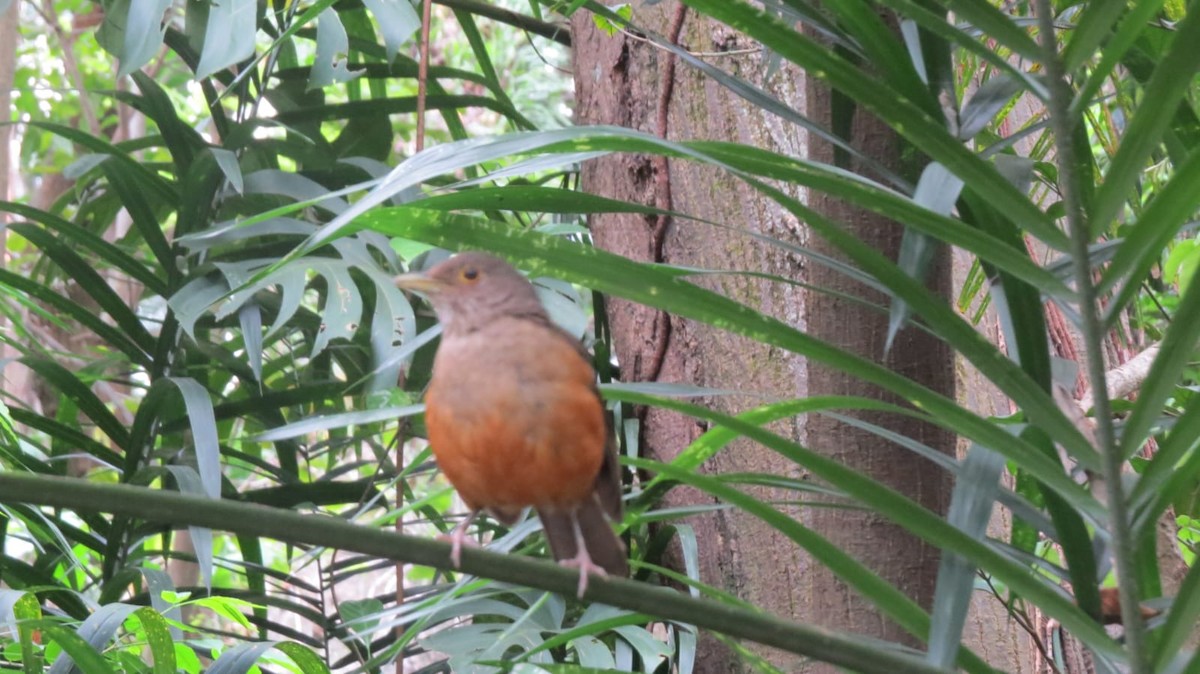 Rufous-bellied Thrush - ML645736071