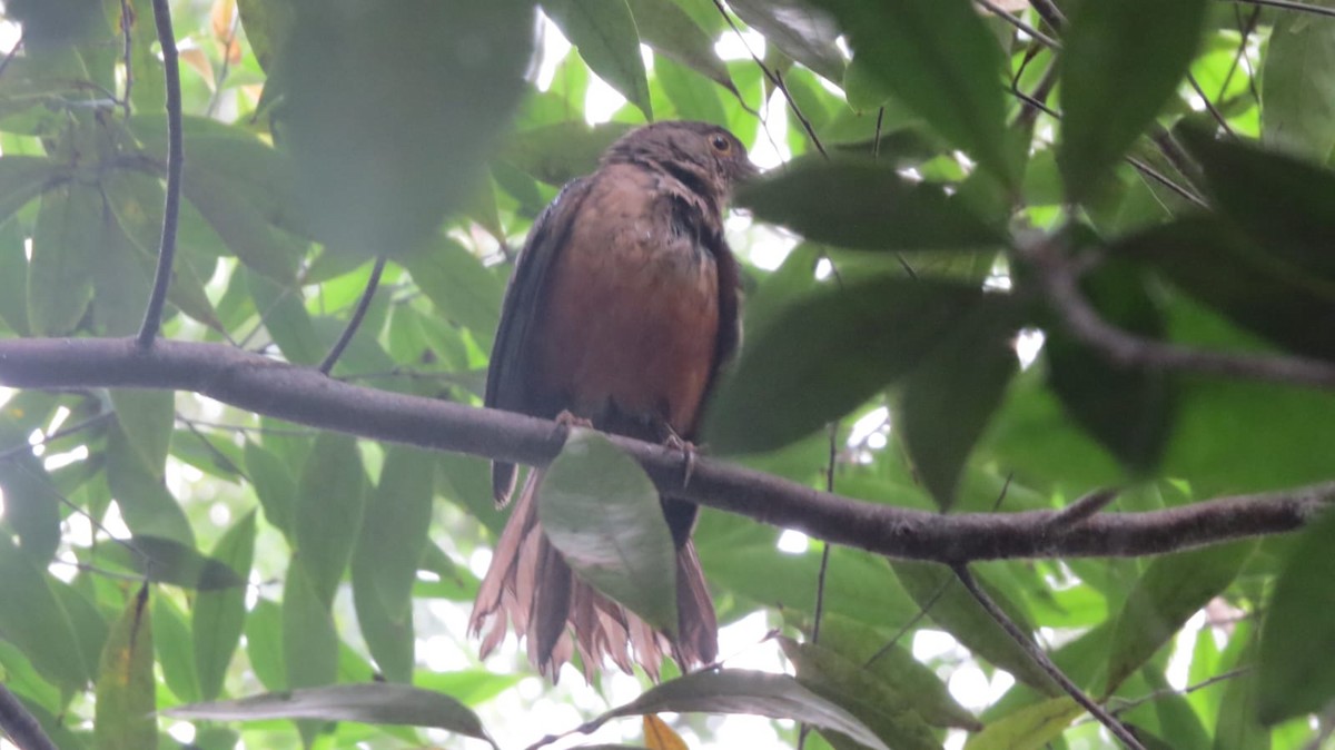 Rufous-bellied Thrush - ML645736072