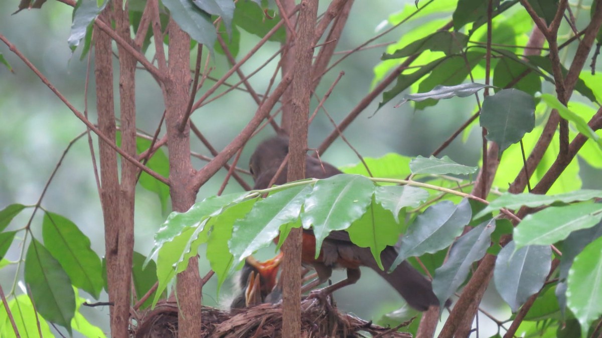 Rufous-bellied Thrush - ML645736073