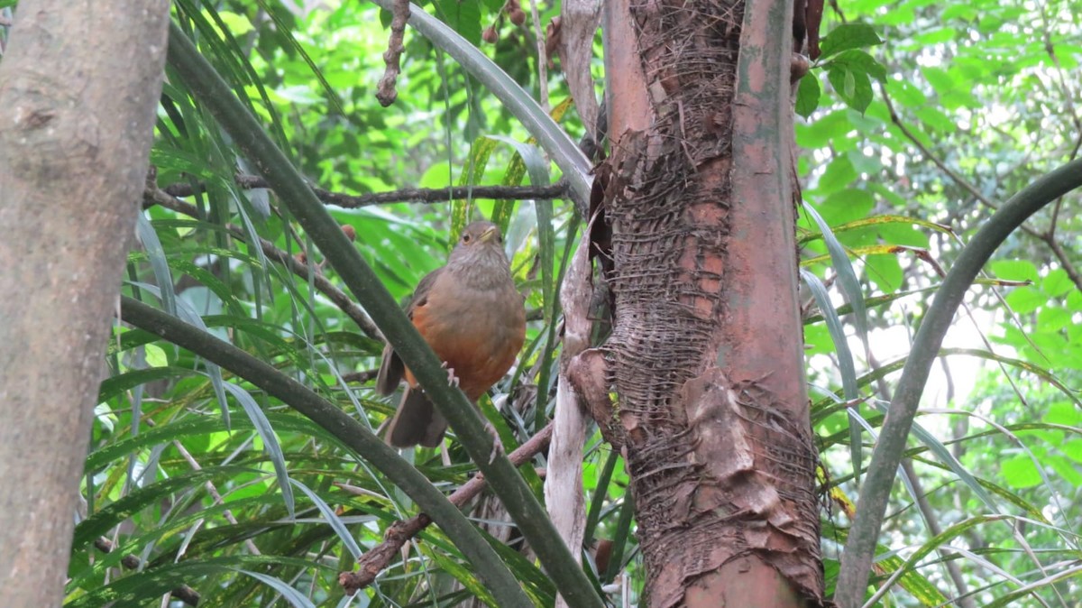 Rufous-bellied Thrush - ML645736074