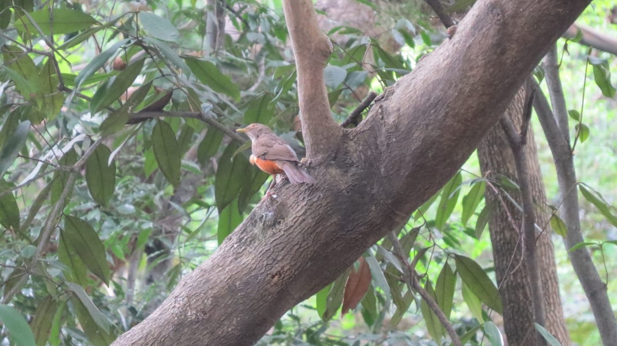 Rufous-bellied Thrush - ML645736075