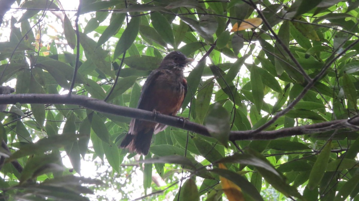 Rufous-bellied Thrush - ML645736076