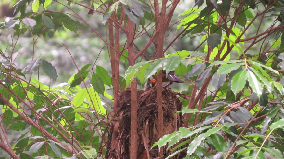 Rufous-bellied Thrush - ML645736077