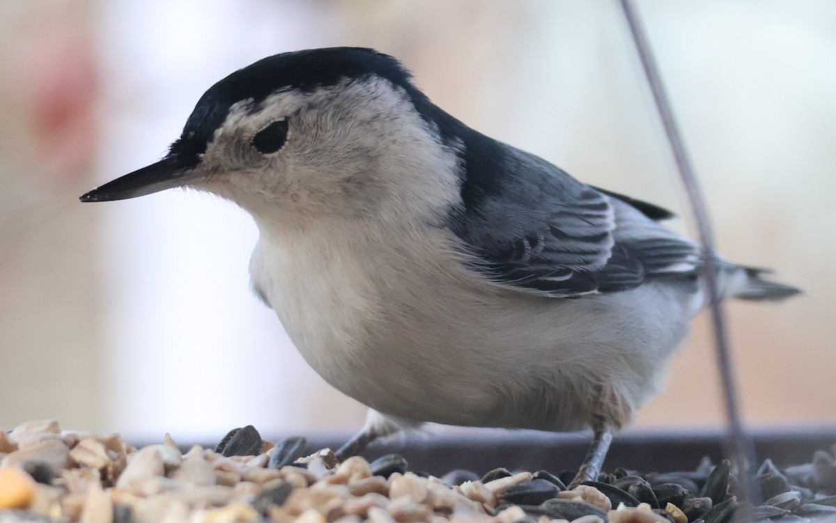 White-breasted Nuthatch - ML645736090