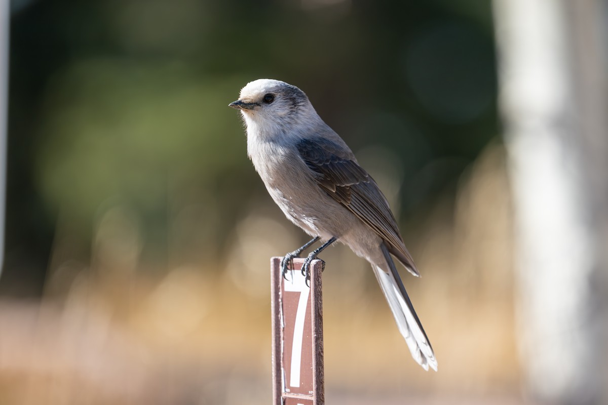 Canada Jay (Rocky Mts.) - ML645736092