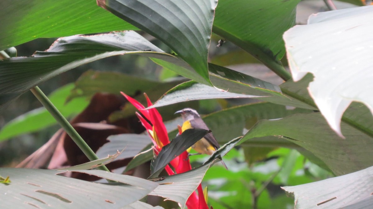 Bananaquit - ML645736096