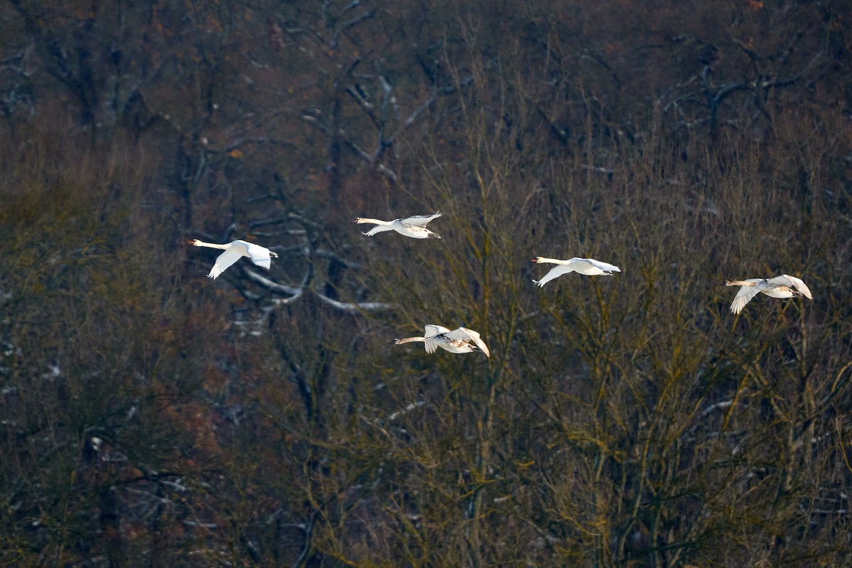 Mute Swan - ML645736099