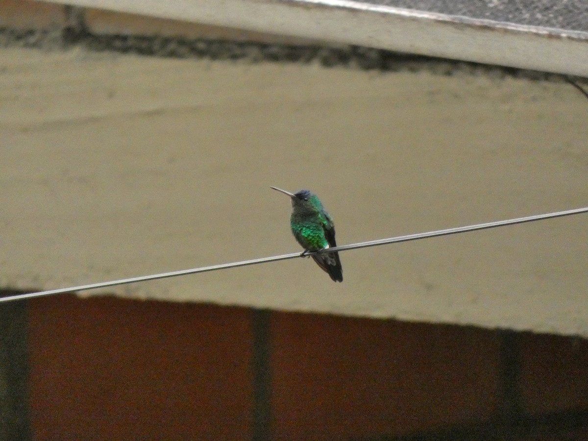 kolibřík indigovohlavý - ML645736110