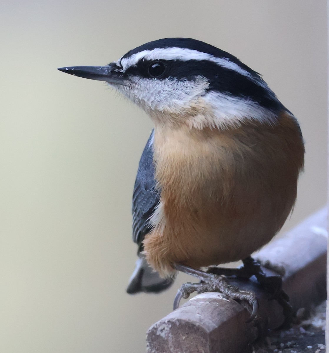 Red-breasted Nuthatch - ML645736111