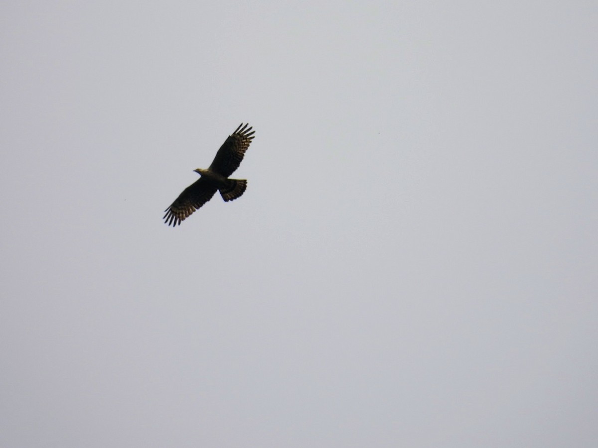 Oriental Honey-buzzard - ML645736112