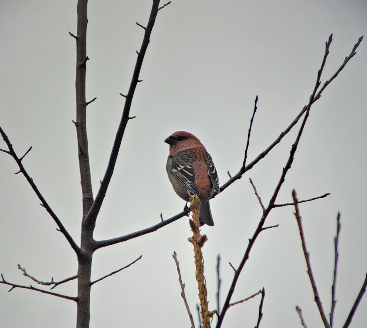 Pine Grosbeak - ML645736113