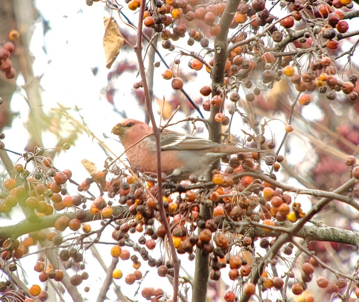 Pine Grosbeak - ML645736114