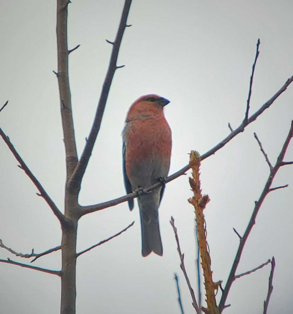 Pine Grosbeak - ML645736115